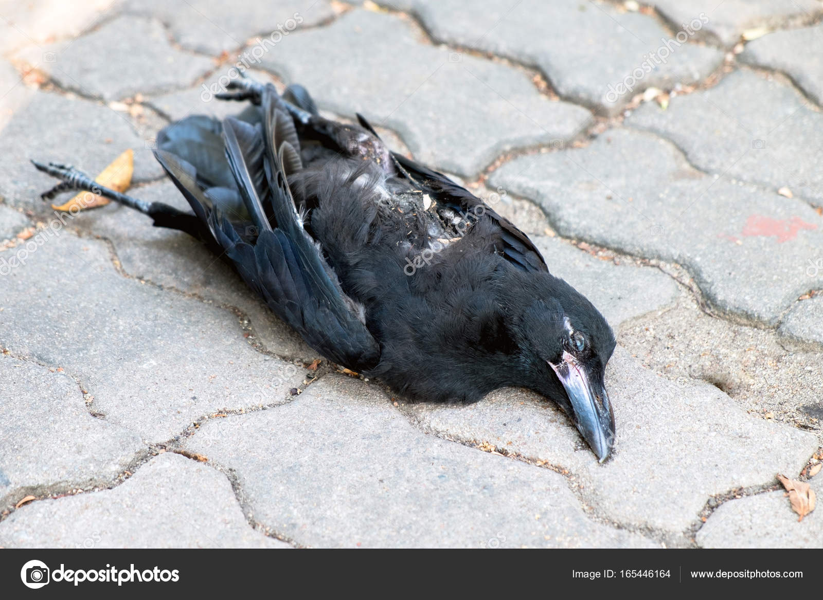depositphotos_165446164-stock-photo-dead-crow-on-the-floor.jpg