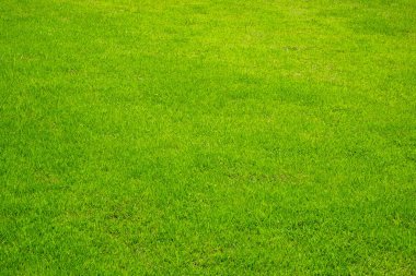 Yeşil çim arka plan bakış açısı doku