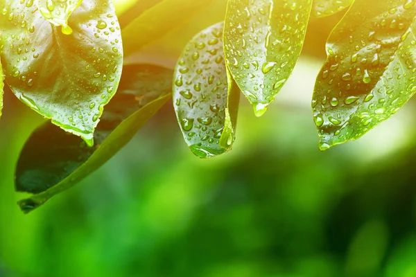 Sabah hafif içecek su ile taze yaprak düşer.