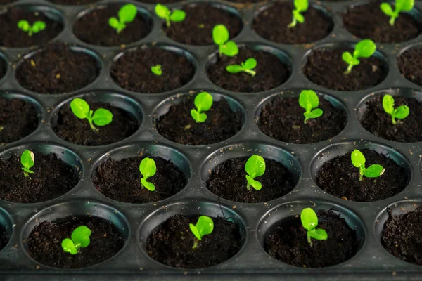 Primer plano de la siembra de brotes pequeños en el jardín —  Fotos de Stock