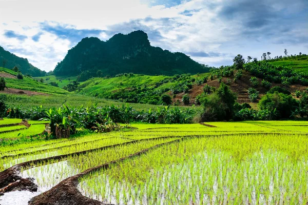 Bella terrazza di riso in una zona locale, Paesaggio fresco e bello — Foto Stock