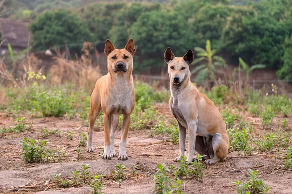 Bonito e inteligente cão casal — Fotografia de Stock