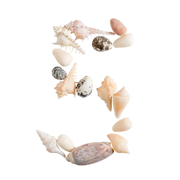 Várias conchas do mar número 5 no fundo branco isolado — Fotografia de Stock