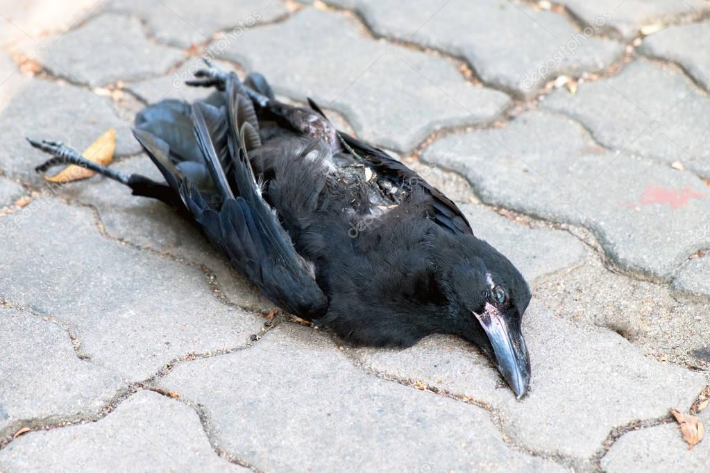 Dead crow on the floor