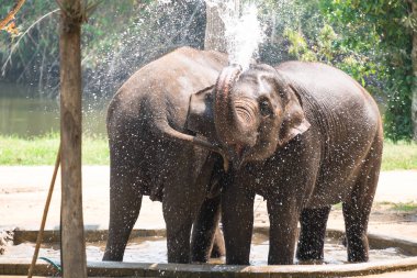 iki fil bebeklerin su sıçrama oynarken zevk