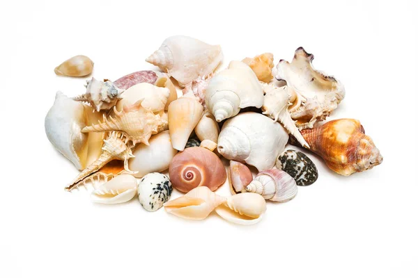 Colección de conchas marinas aisladas en blanco — Foto de Stock