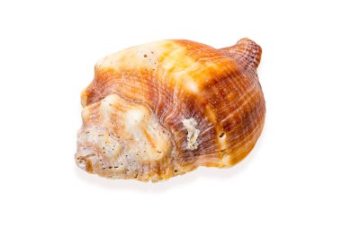 Makro deniz kabukları izole beyaz zemin üzerine