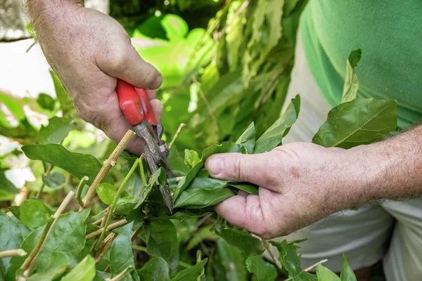 Hombre jardinero cortar alguna planta para un hermoso jardín . —  Fotos de Stock