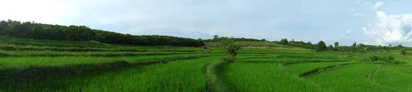 Schöne erstaunliche Reisterrassen. — Stockfoto