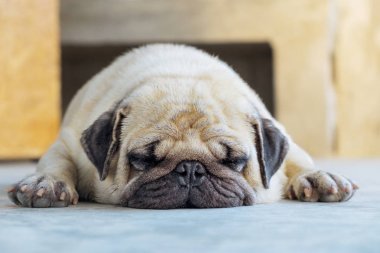 Yerde şirin Pug yatarım.