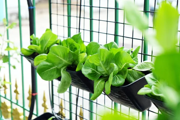 Varios vegetales orgánicos jardín en el área de la casa . — Foto de Stock