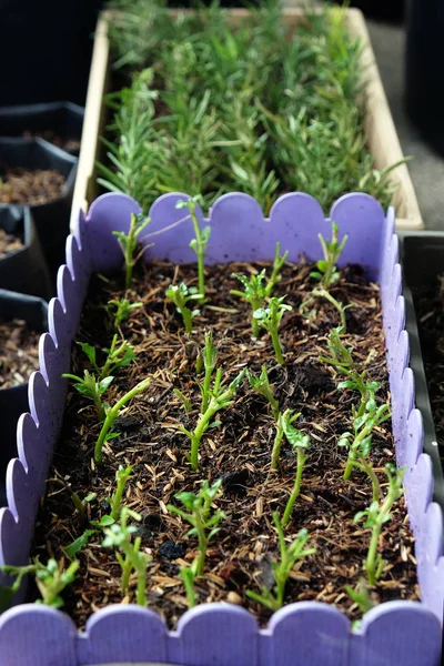 Jardim de vários vegetais orgânicos na área da casa . — Fotografia de Stock