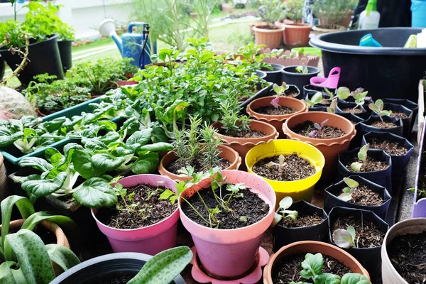 Varios vegetales orgánicos jardín en el área de la casa . —  Fotos de Stock