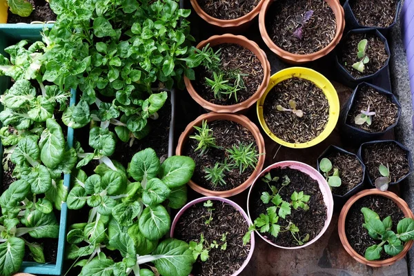 Verschillende biologische groenten in huis tuincomplex. — Stockfoto