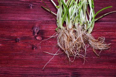 Asyalı küçük taze ot kökleri