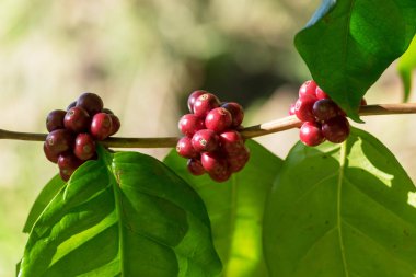 Kahve ağacı dalı üzerinde kırmızı kahve çekirdekleri, yakın çekim.