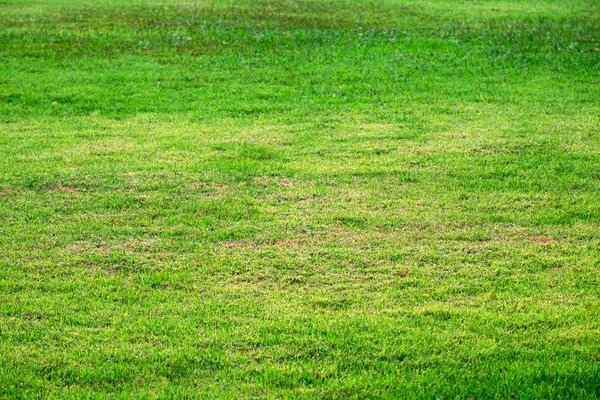 Natural Outdoor Grass Lawn Texture Background,. — Stock Photo, Image