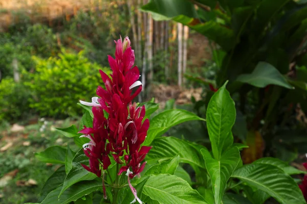 Piękny Czerwony Kwiat Imbiru Ogrodzie Świeżym Powietrzu — Zdjęcie stockowe