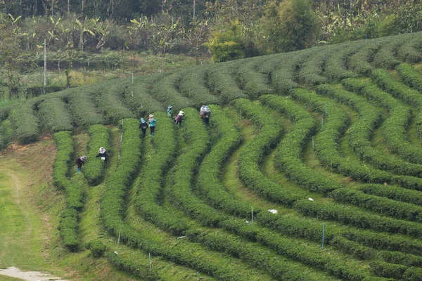 Agricoltore Piking Tea Tips Foglie Alberi Piantagione — Foto Stock