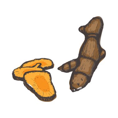 iSolated White Arkaplanda Curcuma, zerdeçal Sağlıklı Baharat ve Klasik Eskiz Çizim Biçiminde Bitkiler.