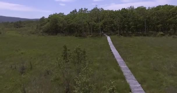 1935 시베리아 호랑이 러시아의 Sikhote Alin 보호구에 나무에서 거꾸로 — 비디오