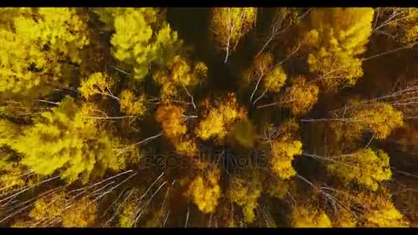 Aerial View Autumn Views Bikin National Park Primorsky Krai — Stock Video