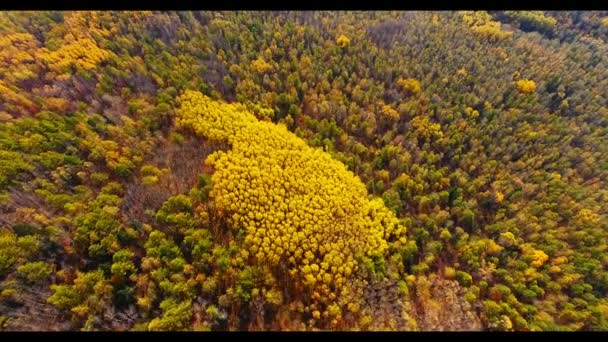Widok Lotu Ptaka Jesienne Widoki Parku Narodowego Bikińskim Kraju Nadmorskim — Wideo stockowe