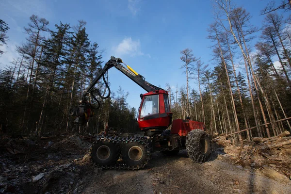 Deforestation, logging, woodworking, timber storage, deforestation in the taiga