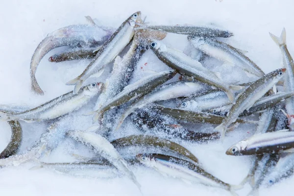 Рыба Пойманная Время Рыбалки Зимняя Рыбалка России — стоковое фото