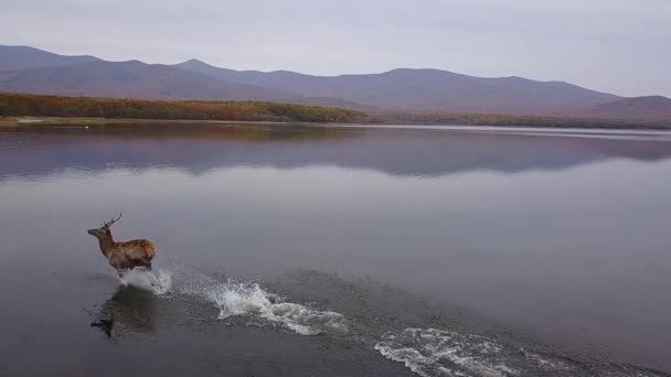 Αεροφωτογραφία Του Ένα Ευγενές Ελάφι Που Τρέχει Στο Νερό Γυρίσματα — Αρχείο Βίντεο