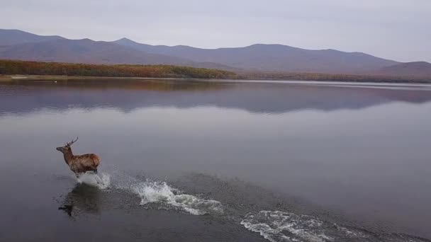 Вид Воздуха Благородного Оленя Бегущего Воде Стреляющего Замедленном Режиме — стоковое видео