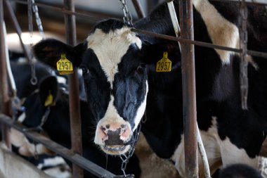 Çiftlikte inekler. Siyah ve beyaz inekler saman ahırda yeme.
