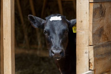 Çiftlikte inekler. Siyah ve beyaz inekler saman ahırda yeme.