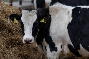 Çiftlikte inekler. Siyah ve beyaz inekler saman ahırda yeme.