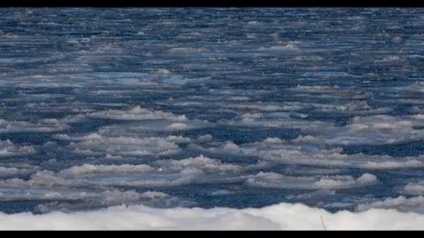 Glace Flottante Dans Mer Près Rivage — Video