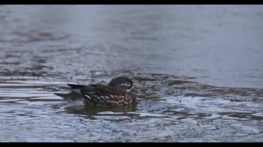 Bir yaban mandarin ördeği Vladivostok içinde kırmızı kitaptır