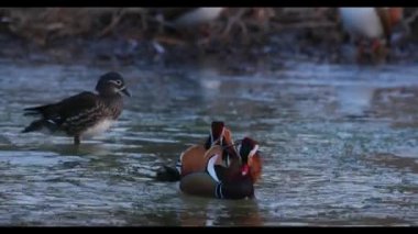 Bir yaban mandarin ördeği Vladivostok içinde kırmızı kitaptır