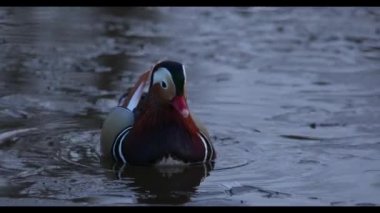 Bir yaban mandarin ördeği Vladivostok içinde kırmızı kitaptır