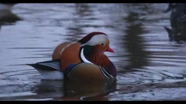 Bir yaban mandarin ördeği Vladivostok içinde kırmızı kitaptır