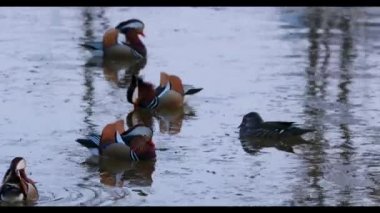 Bir yaban mandarin ördeği Vladivostok içinde kırmızı kitaptır