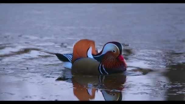 Bir Yaban Mandarin Ördeği Vladivostok Içinde Kırmızı Kitaptır — Stok video