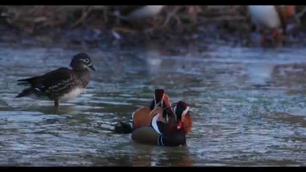 Bir Yaban Mandarin Ördeği Vladivostok Içinde Kırmızı Kitaptır — Stok video