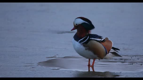 Red Book Wild Mandarin Duck Vladivostok — Stock Video