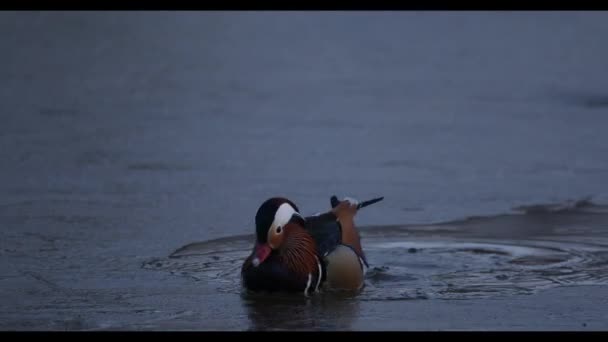 Bir Yaban Mandarin Ördeği Vladivostok Içinde Kırmızı Kitaptır — Stok video