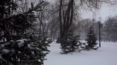 Vladivostok, Primorsky Krai park bölgesinde kar yağışı