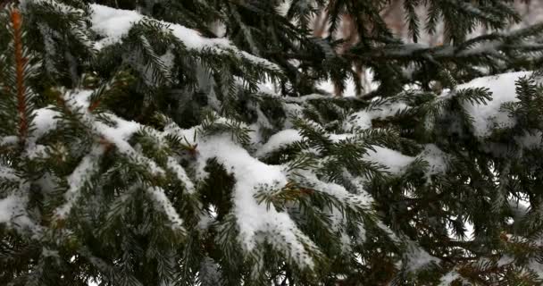 Queda Neve Zona Parque Cidade Vladivostok Primorsky Krai — Vídeo de Stock