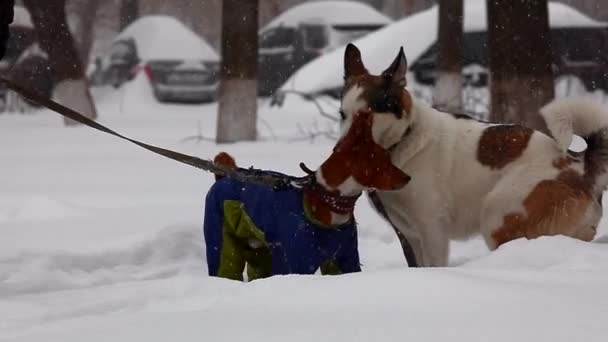 Naughty Dogs Play Snow Slow Motion Shooting — Stock Video