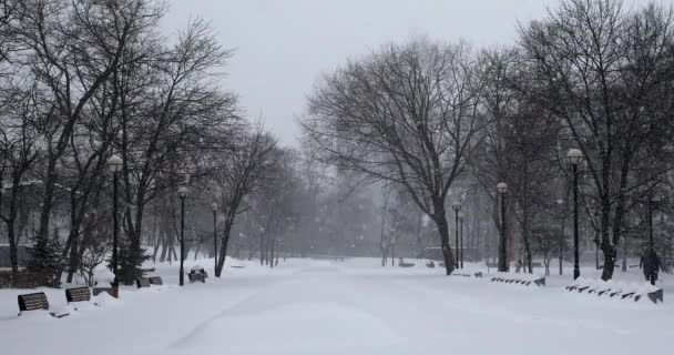 Χιονόπτωση Στη Ζώνη Πάρκο Πόλη Του Βλαδιβοστόκ Κράι Πριμόρσκι — Αρχείο Βίντεο