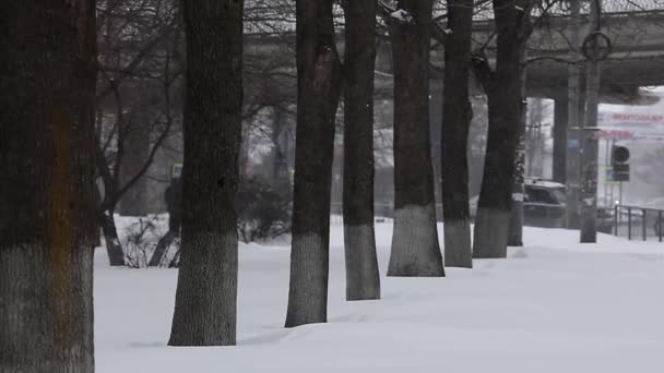 Chute Neige Arrière Plan Des Arbres Vladivostok Ralenti — Video