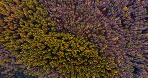 Aerial View Flying Beautiful Sunny Forest Trees Bikin National Park — Stock Video